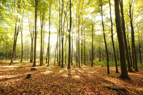 Skog — Stockfoto