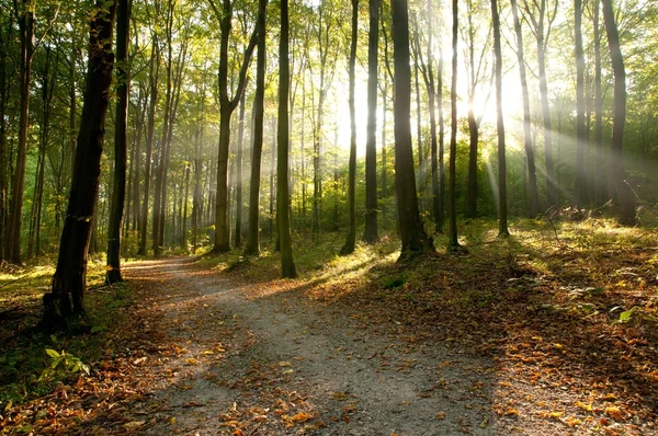 Skog – stockfoto