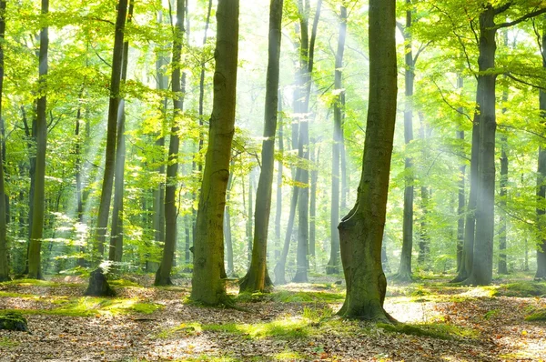 Bosque — Foto de Stock