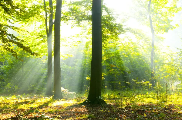 Herbstdämmerung — Stockfoto