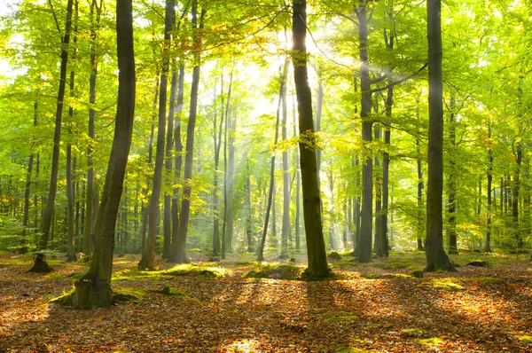 Höstens dawn — Stockfoto