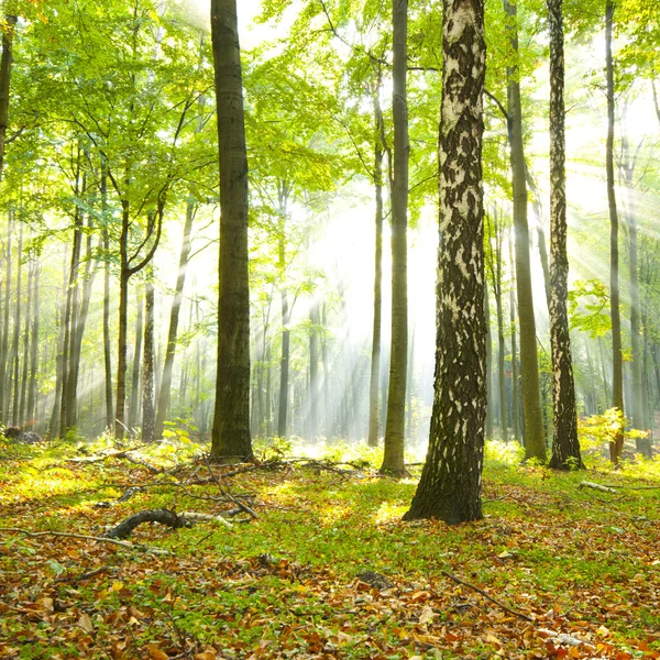 Matin dans la forêt — Photo