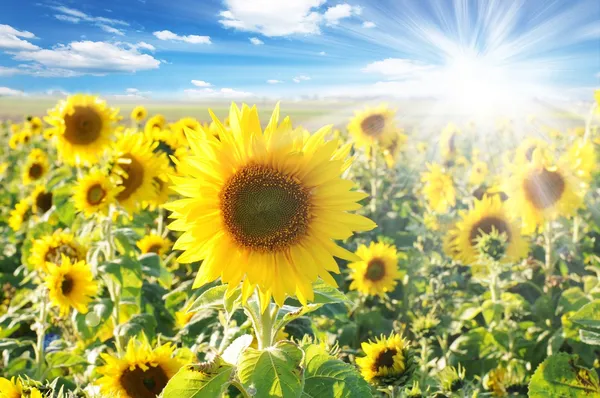 Sunflower fields — Stock Photo, Image