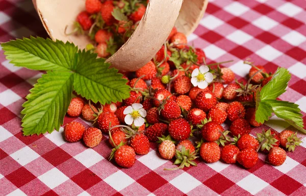 Walderdbeeren — Stockfoto