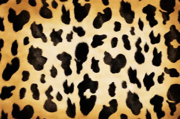 Cow pattern — Stock Photo, Image