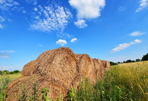 Sommerlandschaft — Stockfoto