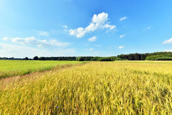 Ländliche Landschaft — Stockfoto