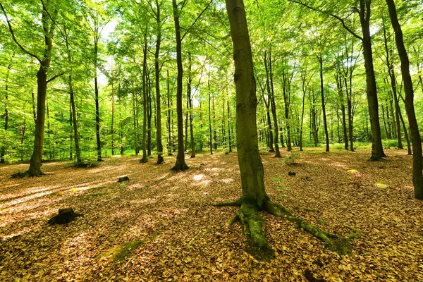 Árboles forestales — Foto de Stock