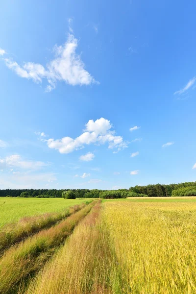 田園風景 — ストック写真