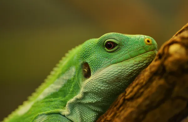 Lizard — Stock Photo, Image