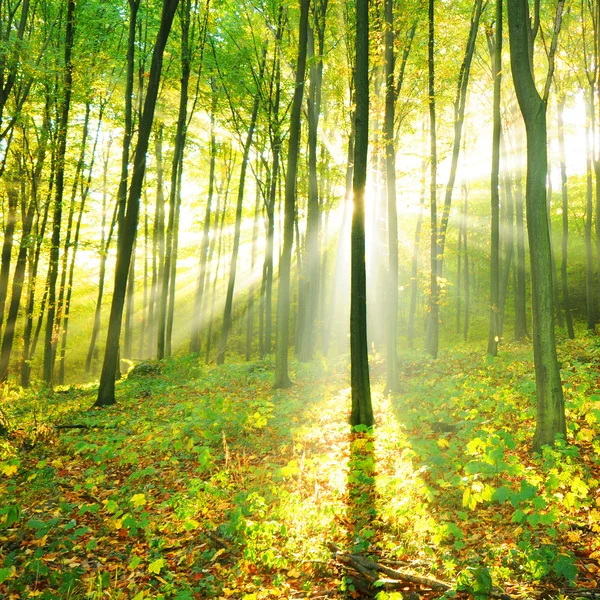 Árboles forestales — Foto de Stock