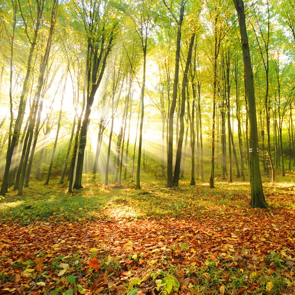 Waldbäume — Stockfoto