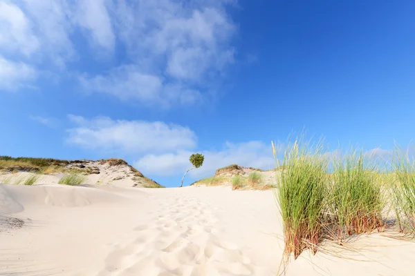 Deserto — Foto Stock