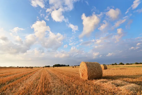 Hay bales — Stock Photo, Image