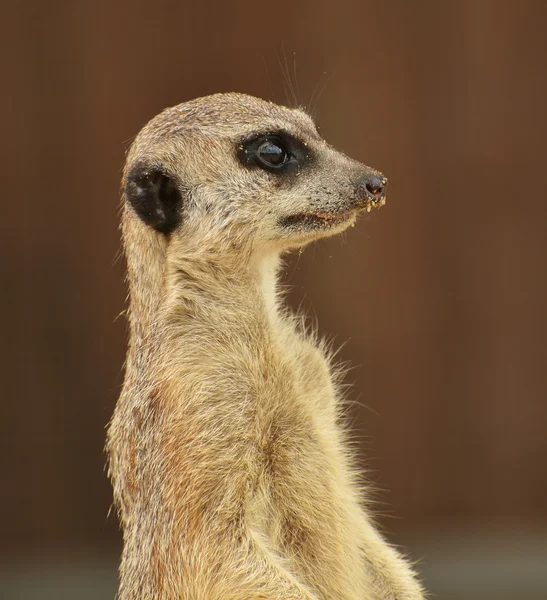 Оповіщення meerkat — стокове фото