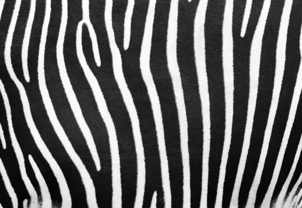 Padrão de zebra — Fotografia de Stock