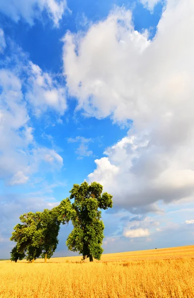 Paisagem verão — Fotografia de Stock