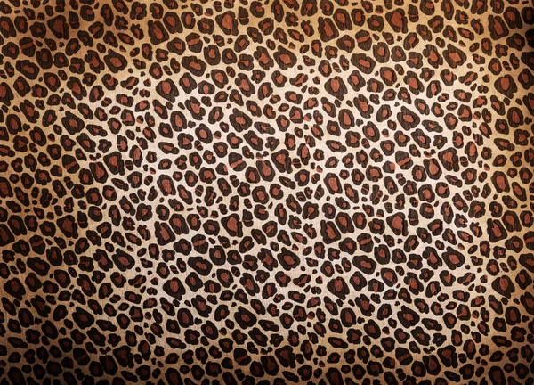 Padrão de leopardo — Fotografia de Stock