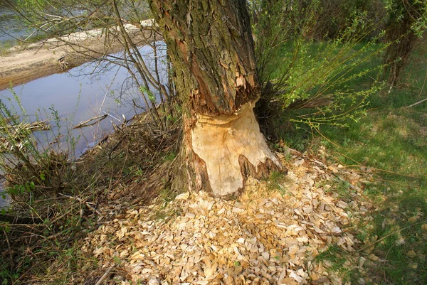 Schade door bevers — Stockfoto