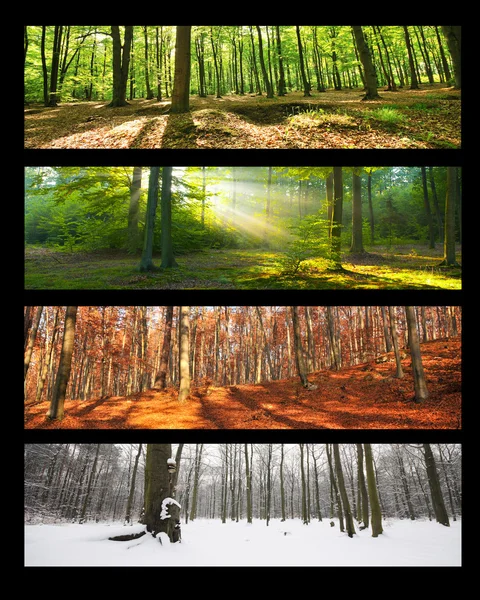 Ліс колаж — стокове фото