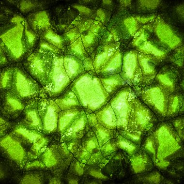 yeşil renkli kırık