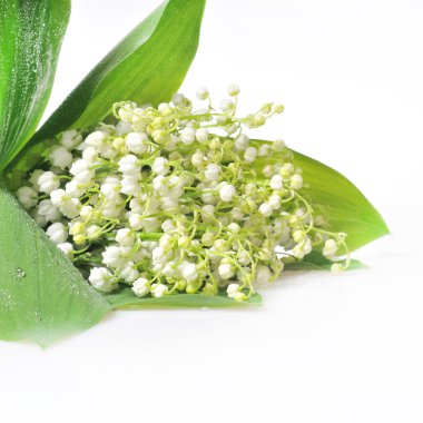 Beyaz arka planda Vadili Lilly