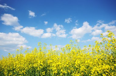 campo de flores amarillas y azul cielo