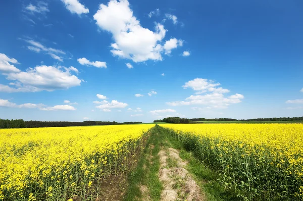 Campo amarillo de colza oleaginosa bajo el cielo azul —  Fotos de Stock