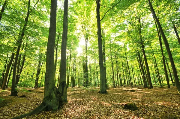 Árboles forestales — Foto de Stock