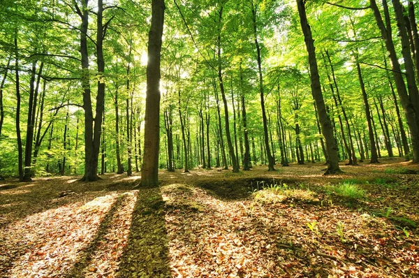 Árboles forestales — Foto de Stock