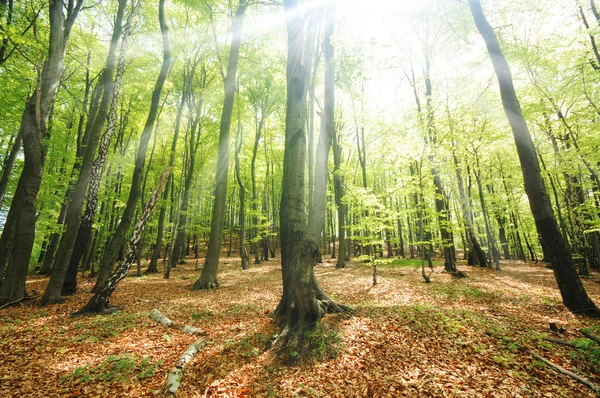 Árboles forestales — Foto de Stock