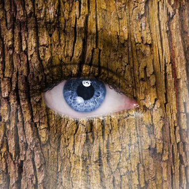 Human face with open eye covered in a tree bark texture