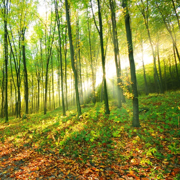 Bos bomen — Stockfoto