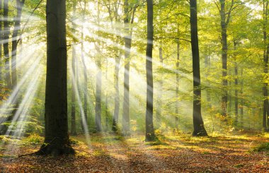 Sisli Ormanda Güneş Işıkları
