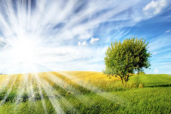 Einsamer Baum auf Feldern — Stockfoto