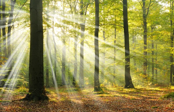 Solstrålar i Foggy Forest — Stockfoto