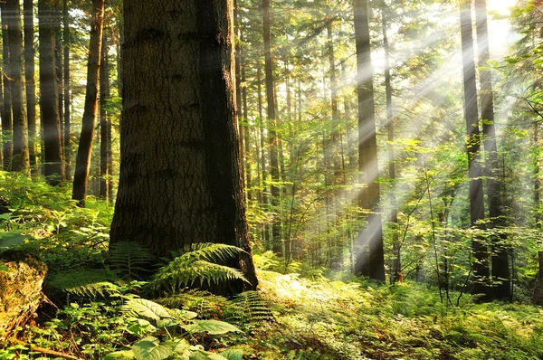 Sun beams in foggy forest — Stock Photo, Image