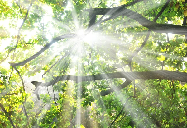 Sisli Ormanda Güneş Işıkları — Stok fotoğraf