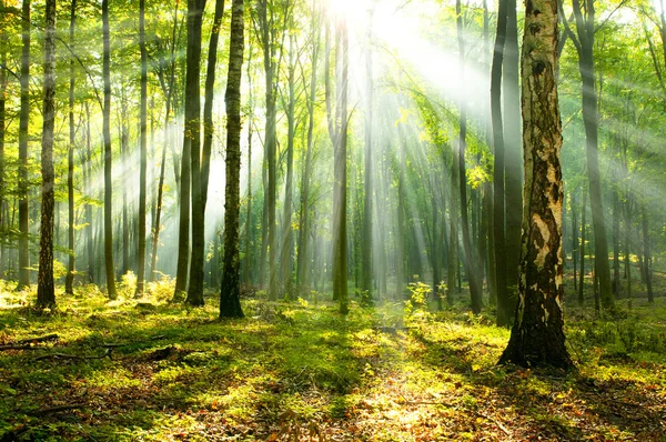 Sonnenstrahlen im nebligen Wald — Stockfoto