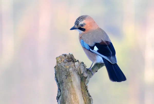 Jay bird — Stockfoto