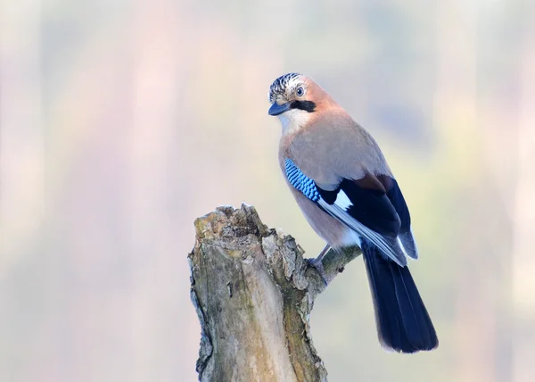 Jay bird — Stock Photo, Image