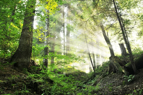 Belle matinée dans la forêt — Photo