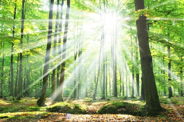 Hermosa mañana en el bosque — Foto de Stock