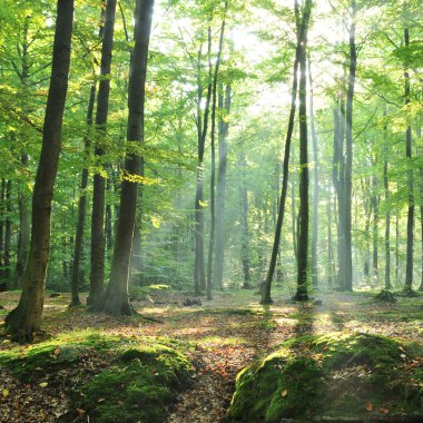 Old beech trees in green forest