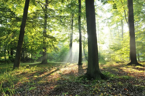 Alte Buchen im grünen Wald — Stockfoto