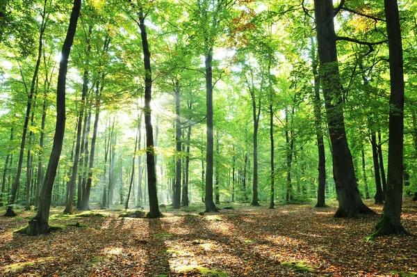 Gammalt bokträd i gröna skogen — Stockfoto