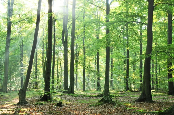 Gammalt bokträd i gröna skogen — Stockfoto
