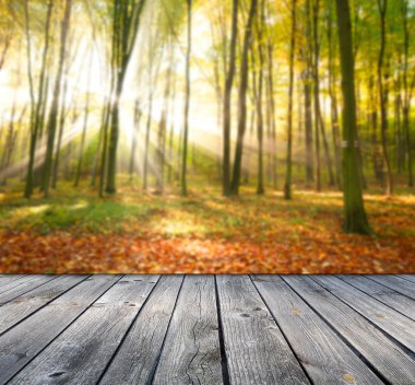 Boş tahta masa ve sonbahar orman