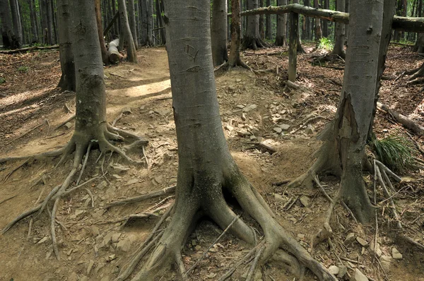 Bos bomen — Stockfoto