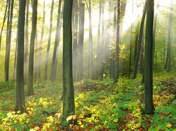 Orman ağaçları — Stok fotoğraf